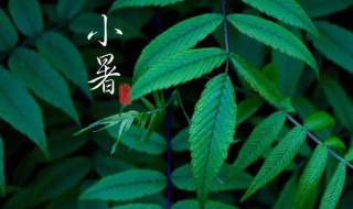 小暑的天气特点是怎么样的?（小暑的天气状况）