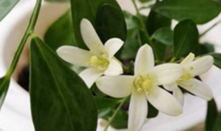 九里香怎么养才能开花?（九里香怎么养才能开花爆盆）