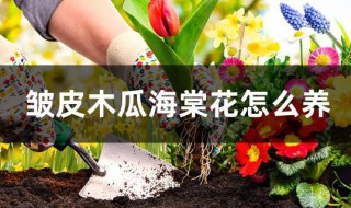 皱皮木瓜海棠花怎么养?（木瓜海棠花怎么养护）