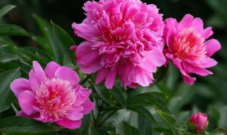 芍药怎么养护才能开花?（芍药开花后怎么养护）