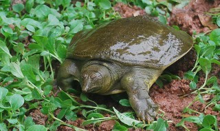 野生甲鱼生活习性 野生甲鱼的特征