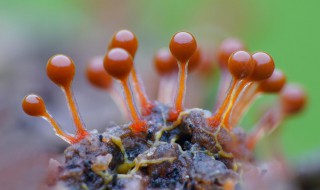 黏菌是什么（黏菌是什么?）