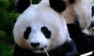 有关大熊猫的介绍 有关大熊猫的介绍资料