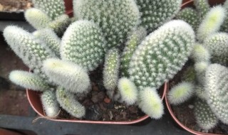 仙人掌特点 仙人掌特点和特征