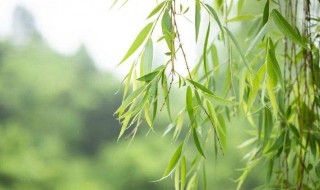 柳树的外形特点 柳树是怎样的