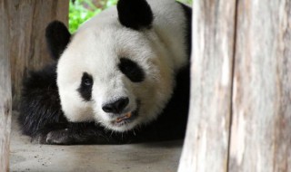大熊猫生活环境 大熊猫生活环境特点