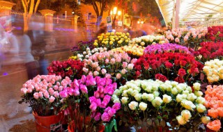 玫瑰花什么季节开放 玫瑰花什么季节开放开