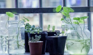 水生植物大全 池塘里的水生植物大全