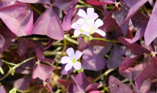 紫叶榨浆草怎么养 紫叶榨浆草怎么养活