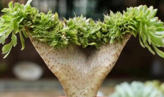绿羊绒多肉怎么养（多肉植物绿羊绒怎么养）