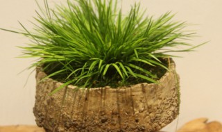 黄金姬菖蒲怎么养（黄金姬菖蒲养了十年）