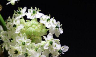 天鹅绒花卉怎么养 天鹅绒花如何养