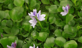 布袋莲怎么养（布袋莲的图片）