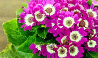 瓜叶菊怎么养二次开花（瓜叶菊怎么养二次开花快）