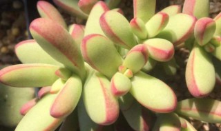 小天狗多肉怎么养殖（小天狗多肉植物）