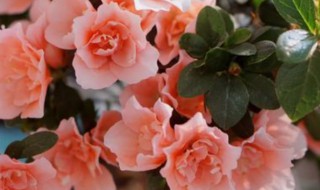 比利时杜鹃花怎么养活（比利时杜鹃花怎么养家庭养法）