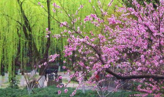 柳桃花怎么养 柳桃花怎么扦插