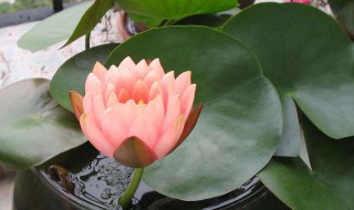 蟹爪莲花怎么养（蟹爪莲花怎么养最好）