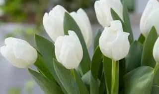 白马王子花卉怎么养（白马王子花卉怎么养殖）