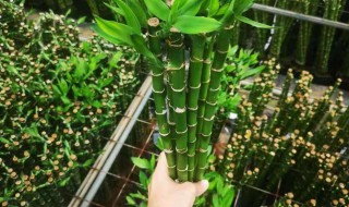 水养龙竹怎么养（水养龙竹怎么养的）