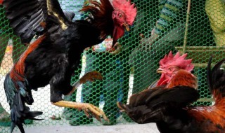 斗鸡要怎么养斗性才好 斗鸡要怎么养斗性才好一点