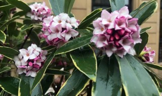 金边瑞香花怎么养护方法介绍 金边瑞香花怎么养家庭养法