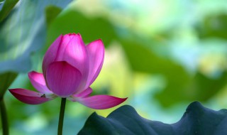 令箭荷花养殖修剪方法及养殖方法 令箭荷花修剪方法和注意事项