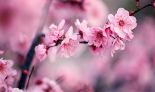 虎刺梅的家庭养殖方法及修剪方法 虎刺梅的家庭养殖方法及修剪方法图解