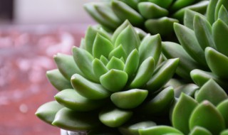 新手应该怎么养多肉植物（新手如何养多肉?）