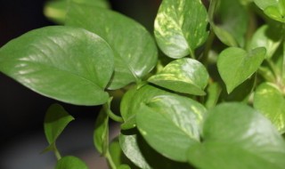 黄金葛的养殖方法和注意事项介绍（黄金葛植物图片）