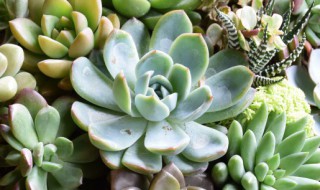 多肉植物怎么养爆盆 多肉植物怎么养爆盆好看