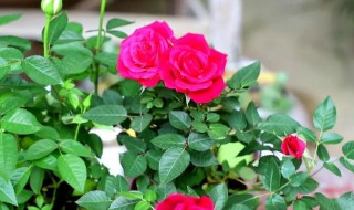 小月季花怎么养 小月季花怎么养殖方法