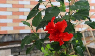家庭盆栽木槿花怎么养 盆栽木槿花的养殖