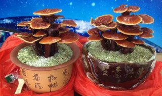鲜活盆栽灵芝怎么养 鲜活盆栽灵芝怎么养殖