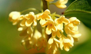 四季桂花的养殖方法和注意事项（水培四季桂花的养殖方法和注意事项）