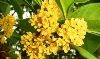 桂花几月份开花 四季桂花几月份开花