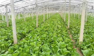 娃娃菜种植时间和方法 娃娃菜种植时间和方法图片大全