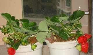 草莓怎么种植方法（草莓怎么种植方法视频教程）