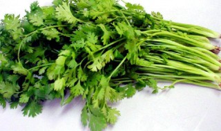 香菜催芽窍门（香菜催芽窍门是什么）