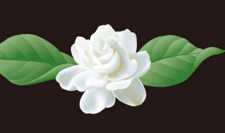 九月开什么花 农历九月开什么花