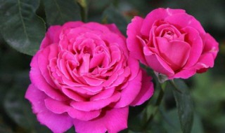 月季花叶子发黄是怎么回事（夏天月季花叶子发黄是怎么回事）