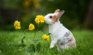 动物避暑方法（动物避暑方法一年级）