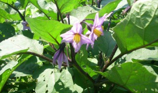 茄子开花后怎样管理（茄子开花了怎样打叉）