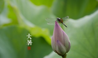夏天小动物的避暑方法（夏天小动物的避暑方法有哪些）