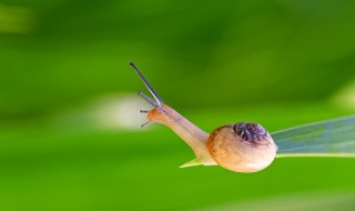 小昆虫的避暑方法（小昆虫的避暑方法有哪些）