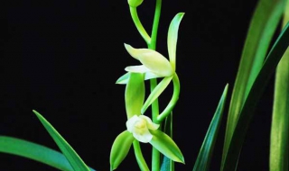 绿翡翠兰花怎么养（绿翡翠兰花怎么养好看）