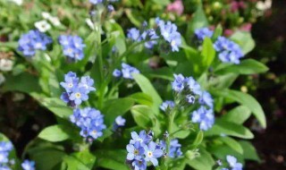 花盆里细菌怎么处理（花盆里有菌丝怎么办）