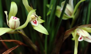 怎样识别珍稀野生兰花（怎样识别珍稀野生兰花视频）