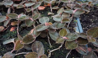 金线莲怎样种植 金线莲怎样种植及养护