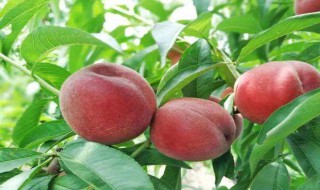 怎样嫁接桃树（怎样嫁接桃树枝）